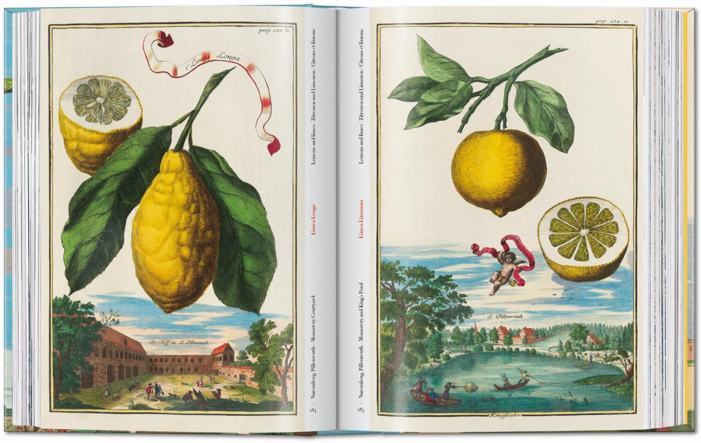 Fein kolorierte historische Druckgrafik mit realistischen und zugleich surrealen Zitrusdarstellungen.