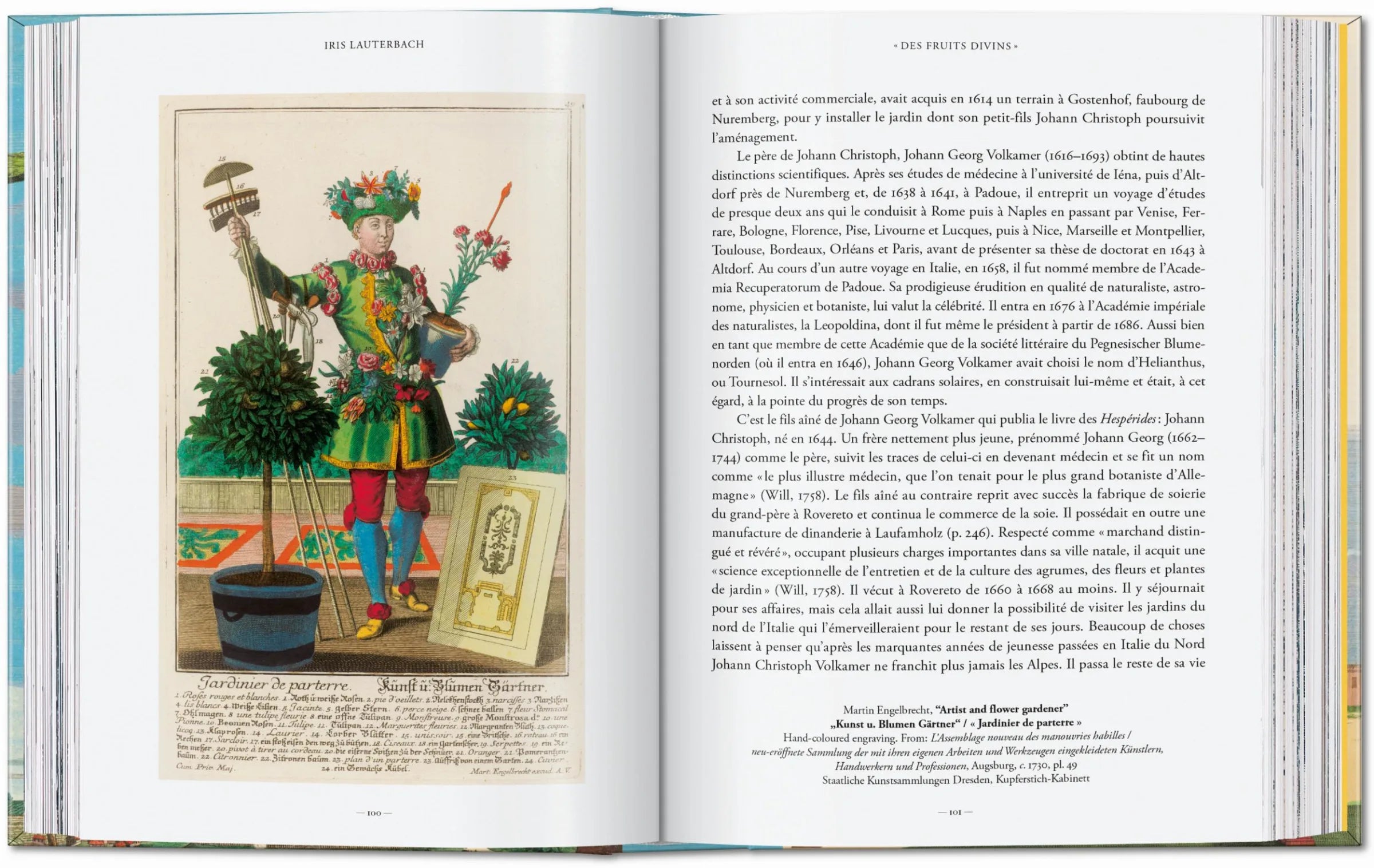 Detail einer handkolorierten Kupferstichillustration mit Zitronen und Bitterorangen in surrealer Darstellung.
