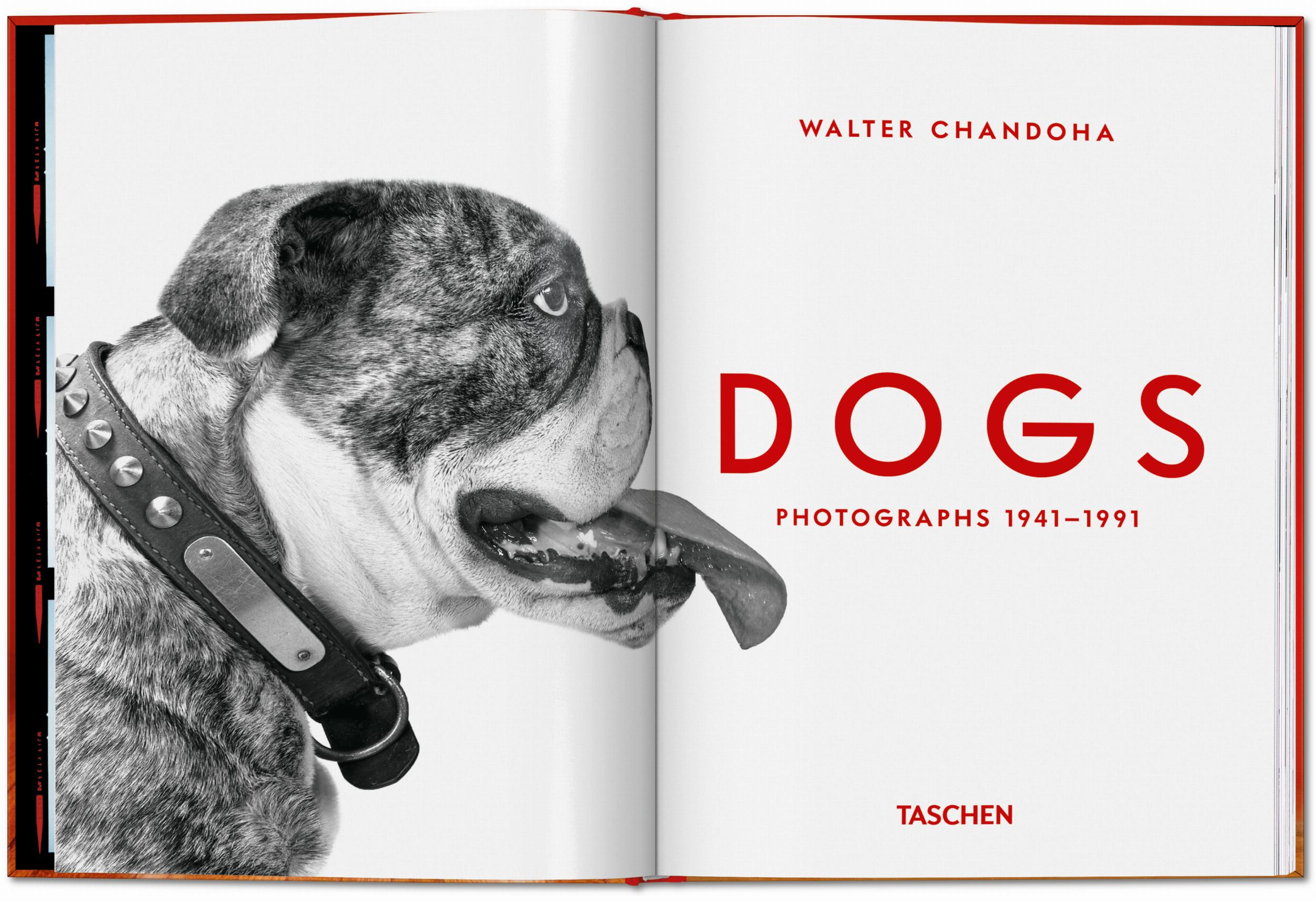 Schwarzweißaufnahme eines Hundes im Studio mit Fokus auf Ausdruck und Charakter.