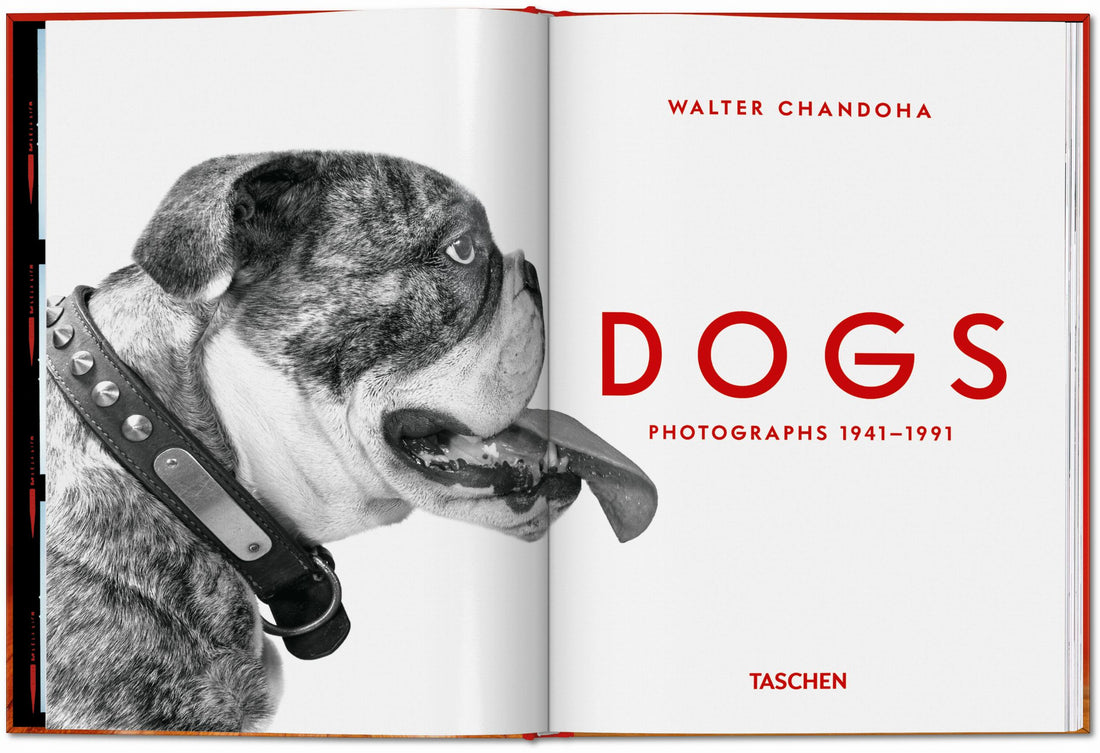 Schwarzweißaufnahme eines Hundes im Studio mit Fokus auf Ausdruck und Charakter.