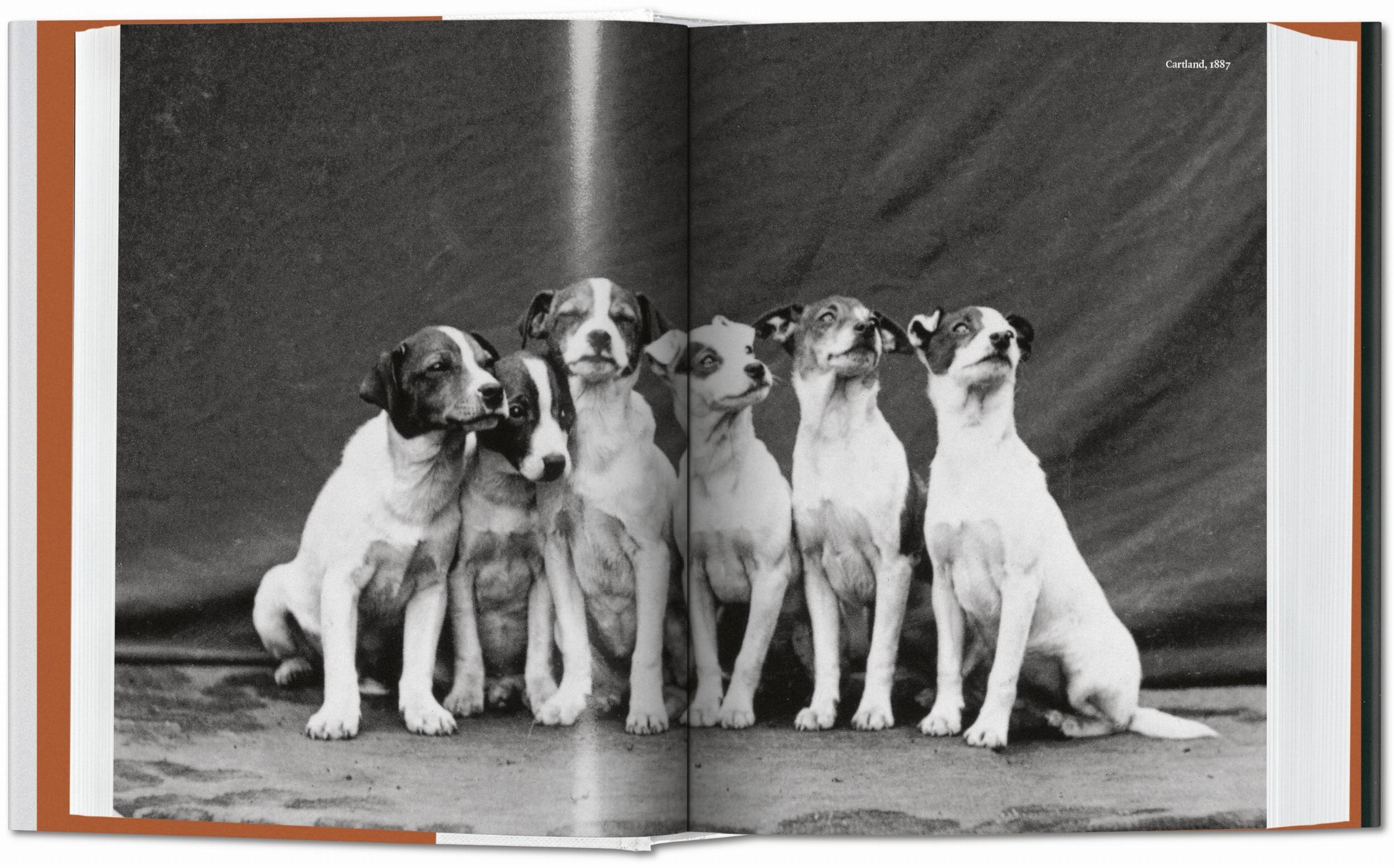 Klassisches Studiohundefoto in Schwarzweiß mit Fokus auf Ausdruck und zeitloser Fotografieästhetik.