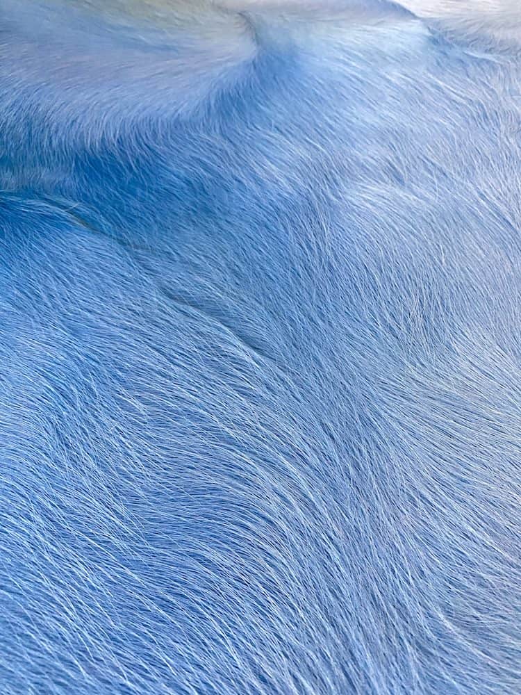 Kuhfell Teppich Himmel Blau