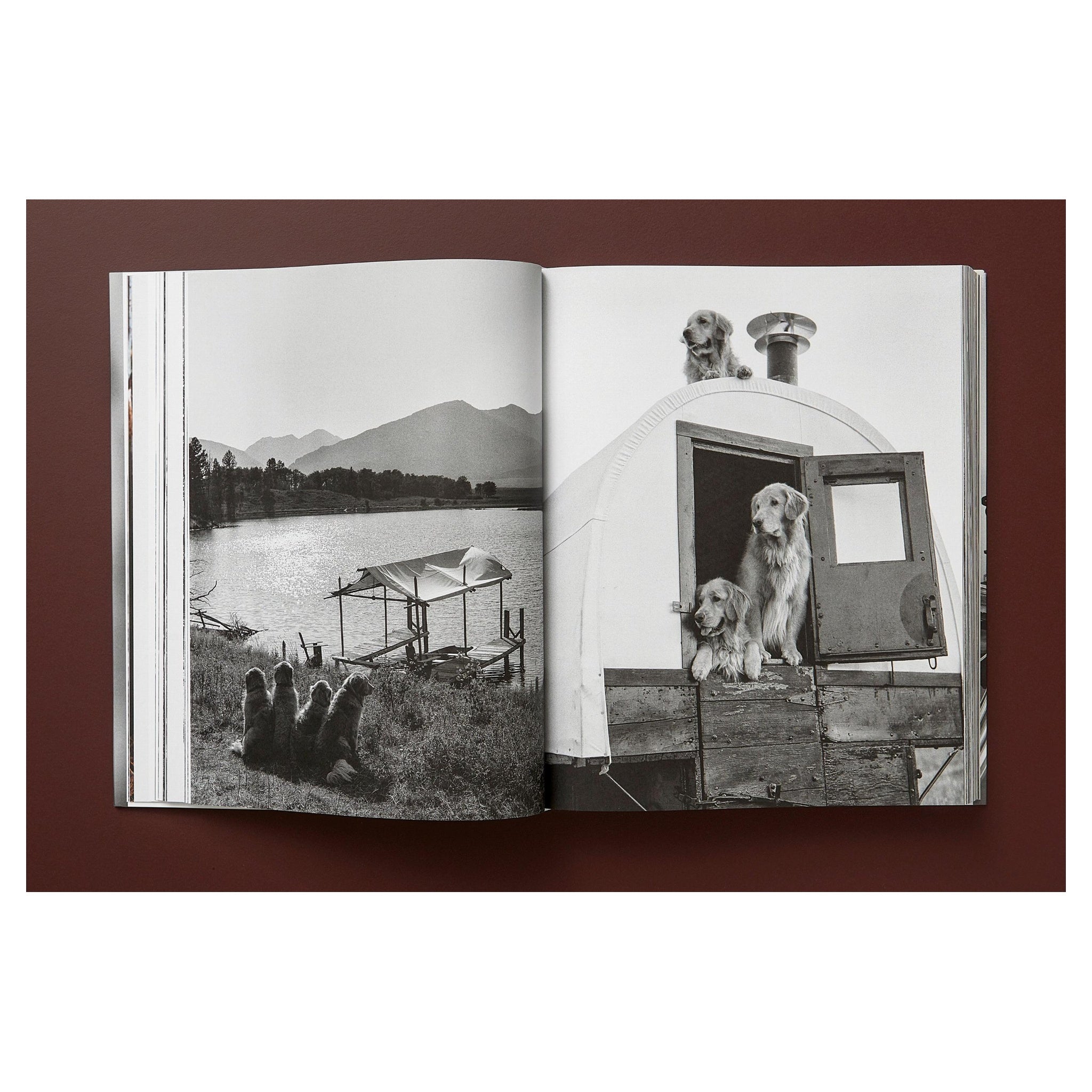 Porträt eines Golden Retrievers – emotionale Fotografie von Bruce Weber