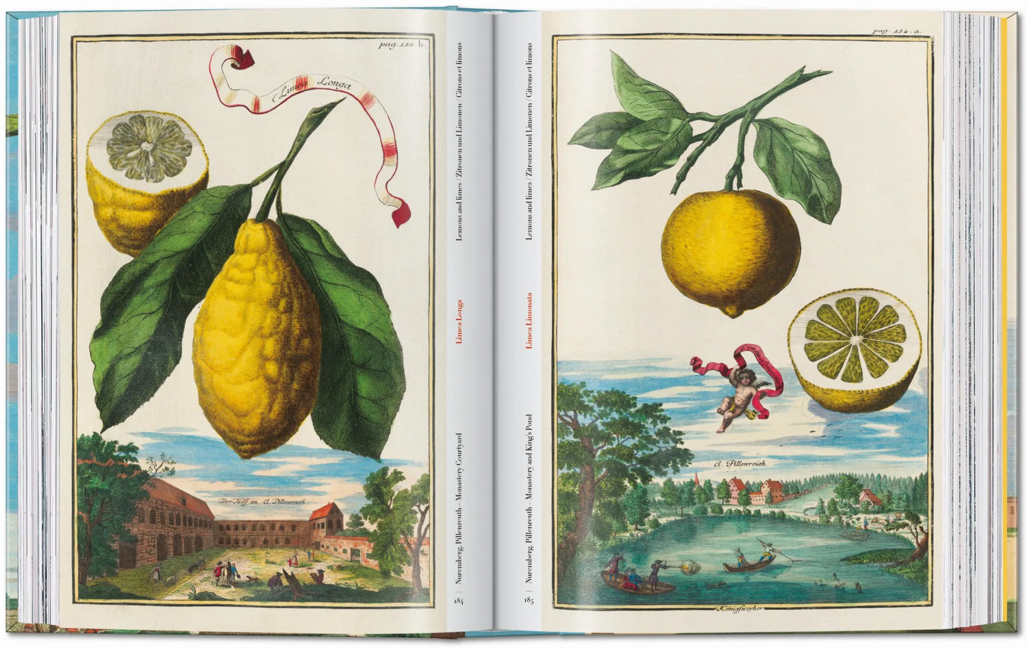 Fein kolorierte historische Druckgrafik mit realistischen und zugleich surrealen Zitrusdarstellungen.