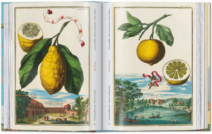 Fein kolorierte historische Druckgrafik mit realistischen und zugleich surrealen Zitrusdarstellungen.