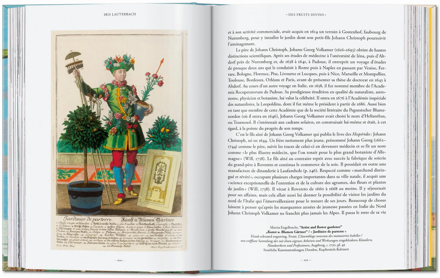Detail einer handkolorierten Kupferstichillustration mit Zitronen und Bitterorangen in surrealer Darstellung.