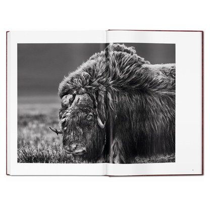 Präsentation der Sebastião Salgado GENESIS Edition mit Booklet und Buchständer