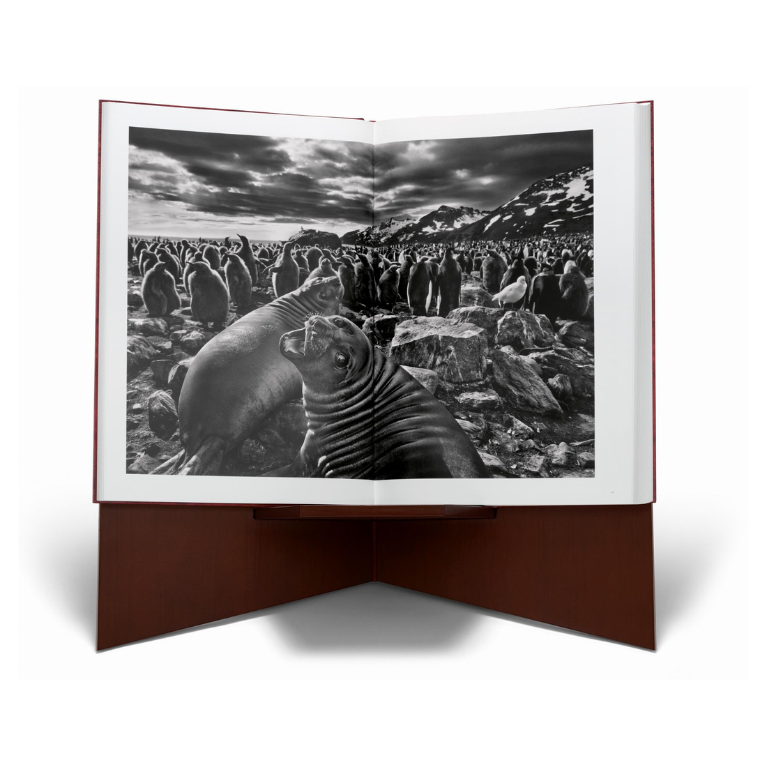 Nahaufnahme des Silbergelatine-Prints von Salgado