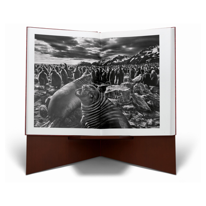 Nahaufnahme des Silbergelatine-Prints von Salgado