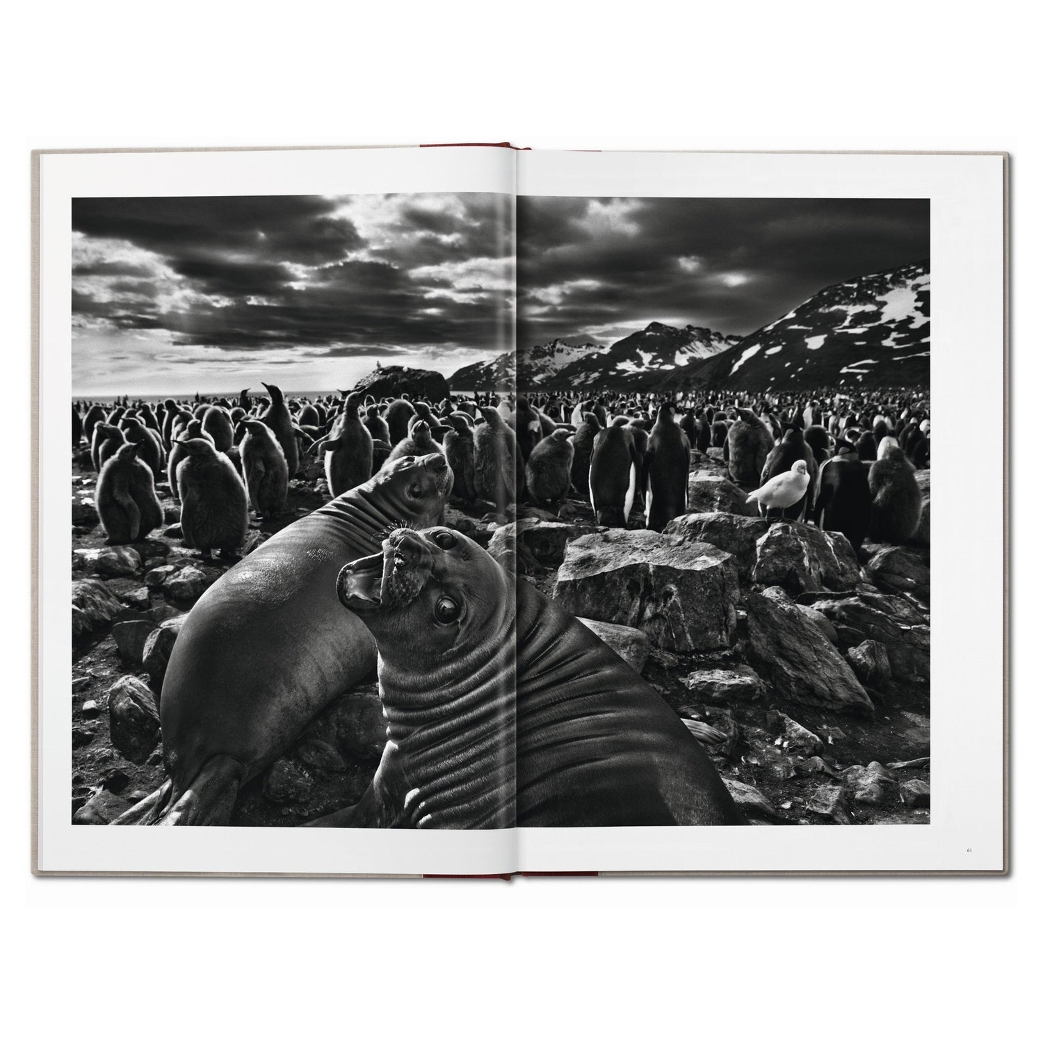 Genesis von Sebastião Salgado als limitierte Collector’s Edition im großformatigen SUMO-Format
