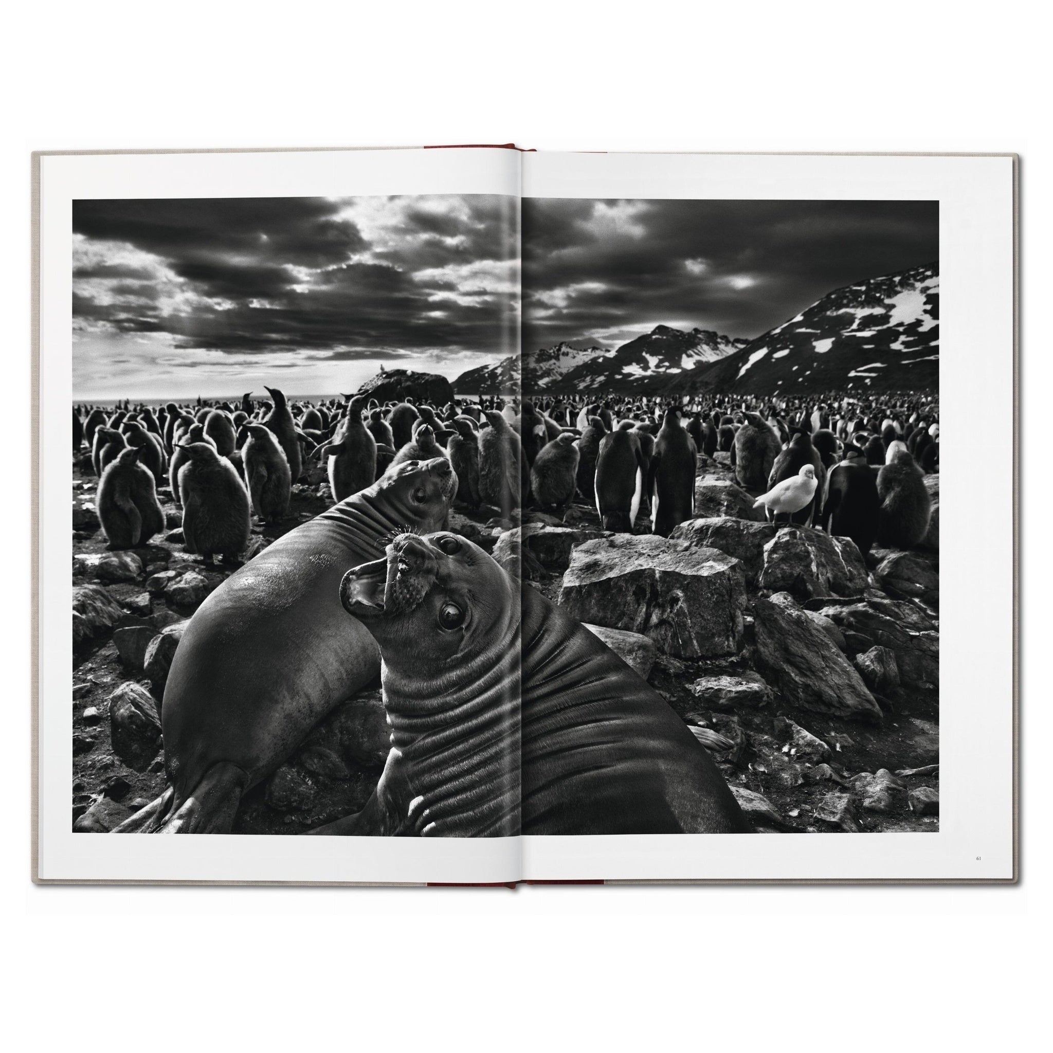 Genesis von Sebastião Salgado als limitierte Collector’s Edition im großformatigen SUMO-Format
