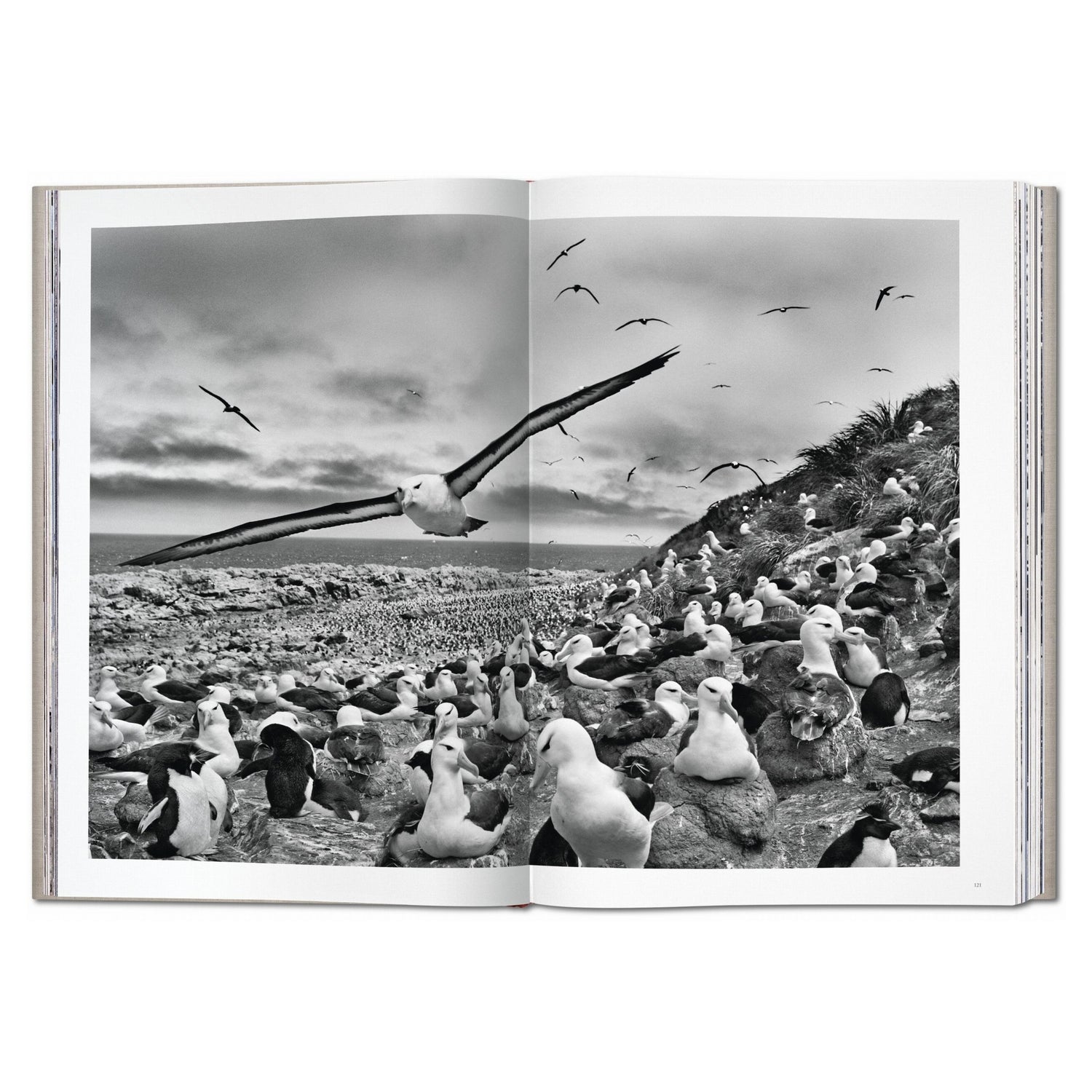 Limitierter Fotoband Genesis von Sebastião Salgado mit hochwertigem Leineneinband und Lederecken

