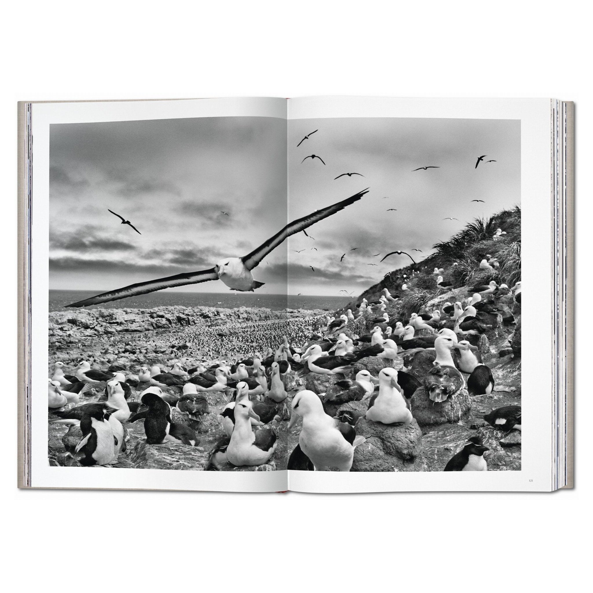 Limitierter Fotoband Genesis von Sebastião Salgado mit hochwertigem Leineneinband und Lederecken

