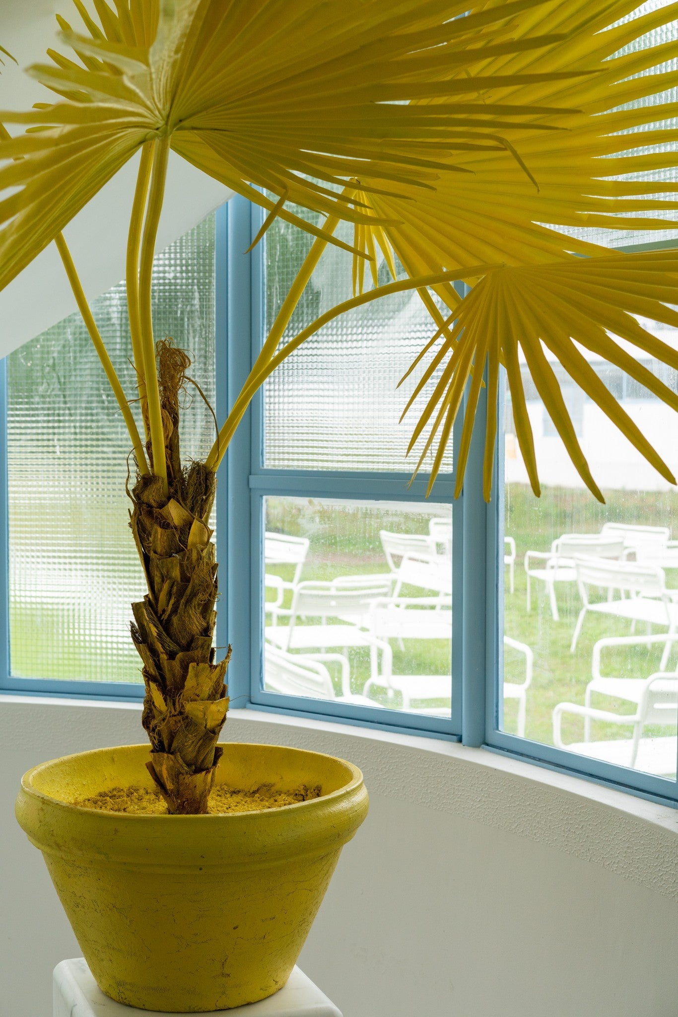Kunstpflanze FAN PALM von POLSPOTTEN in Gelb