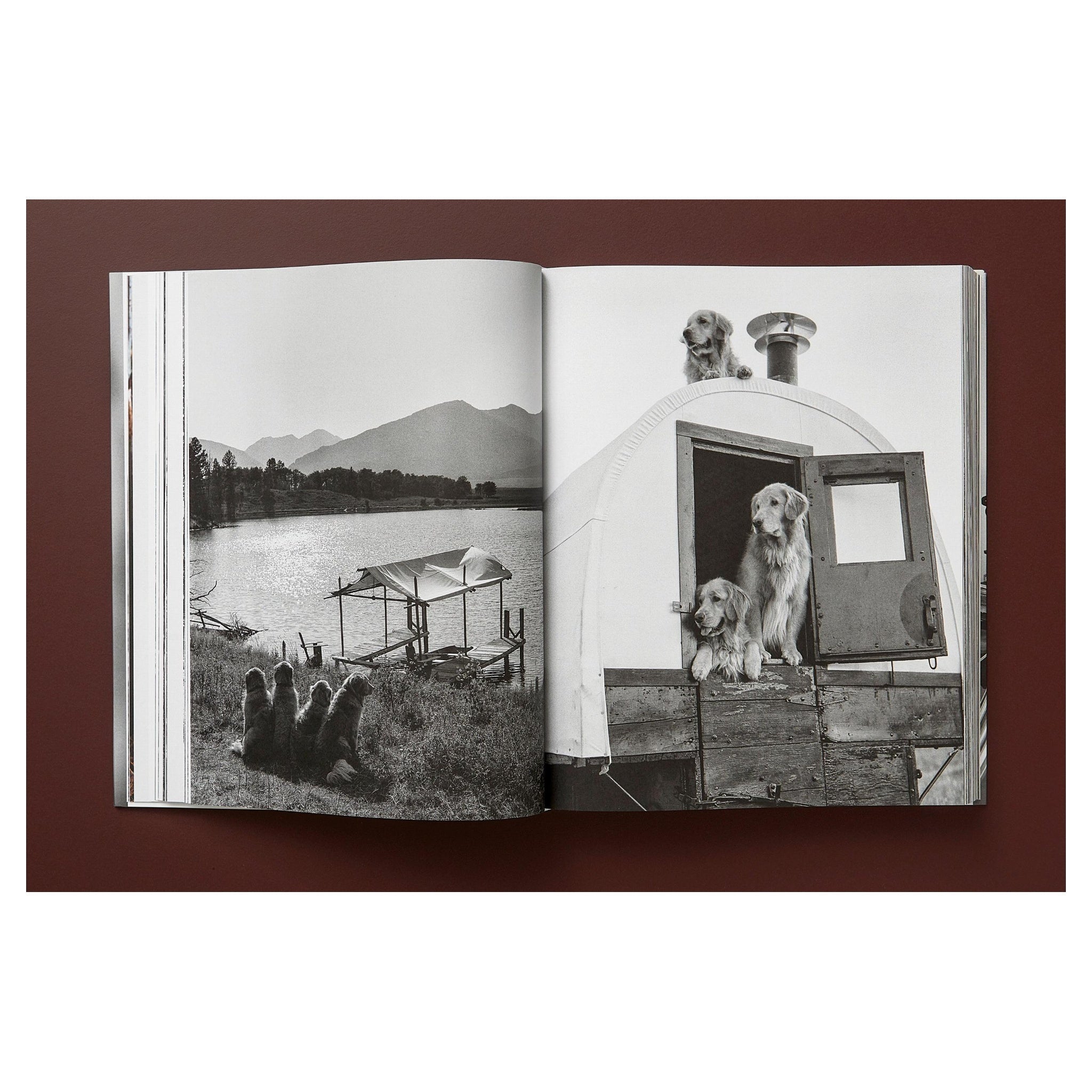 Porträt eines Golden Retrievers – emotionale Fotografie von Bruce Weber