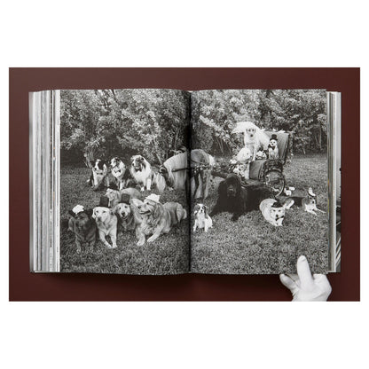 THE GOLDEN RETRIEVER PHOTOGRAPHIC SOCIETY im Schuber