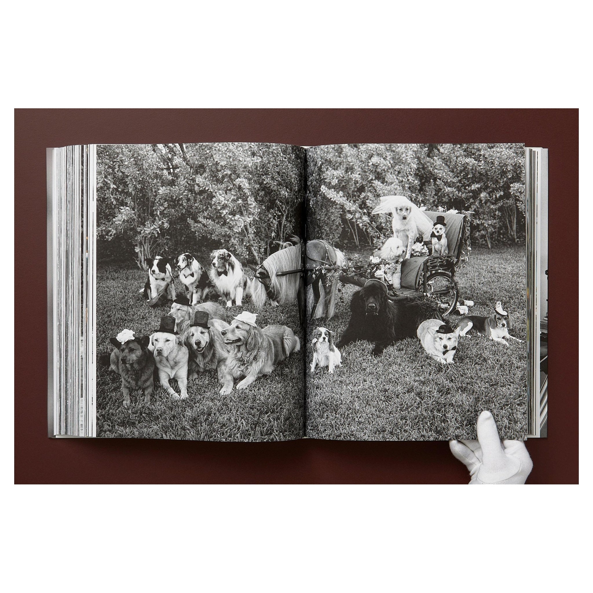 THE GOLDEN RETRIEVER PHOTOGRAPHIC SOCIETY im Schuber